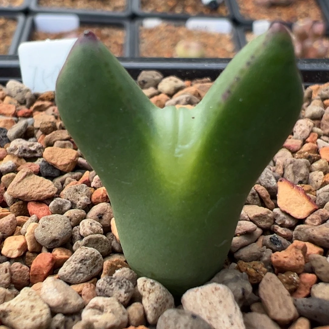 159多肉单头优选嘟嘟嘴将一棵