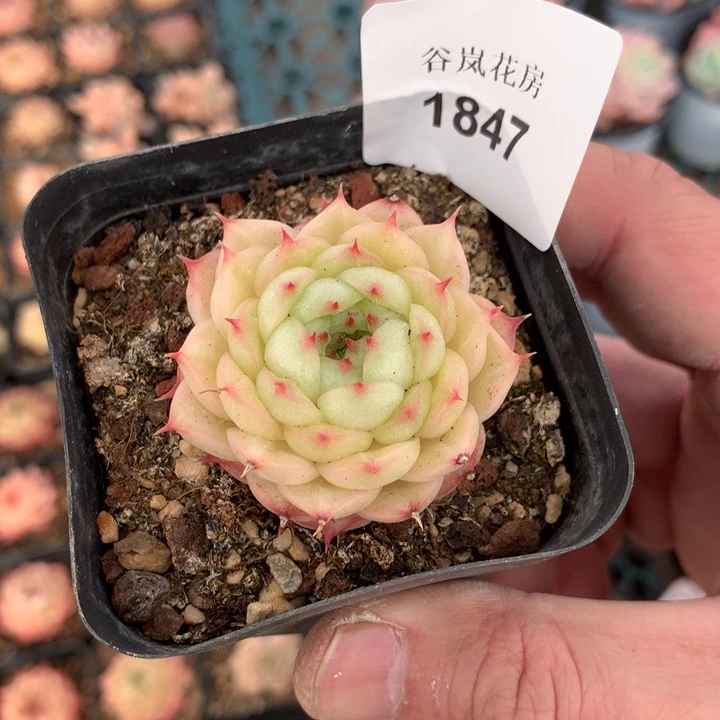 17号下午场，1847一颗，断睫毛款