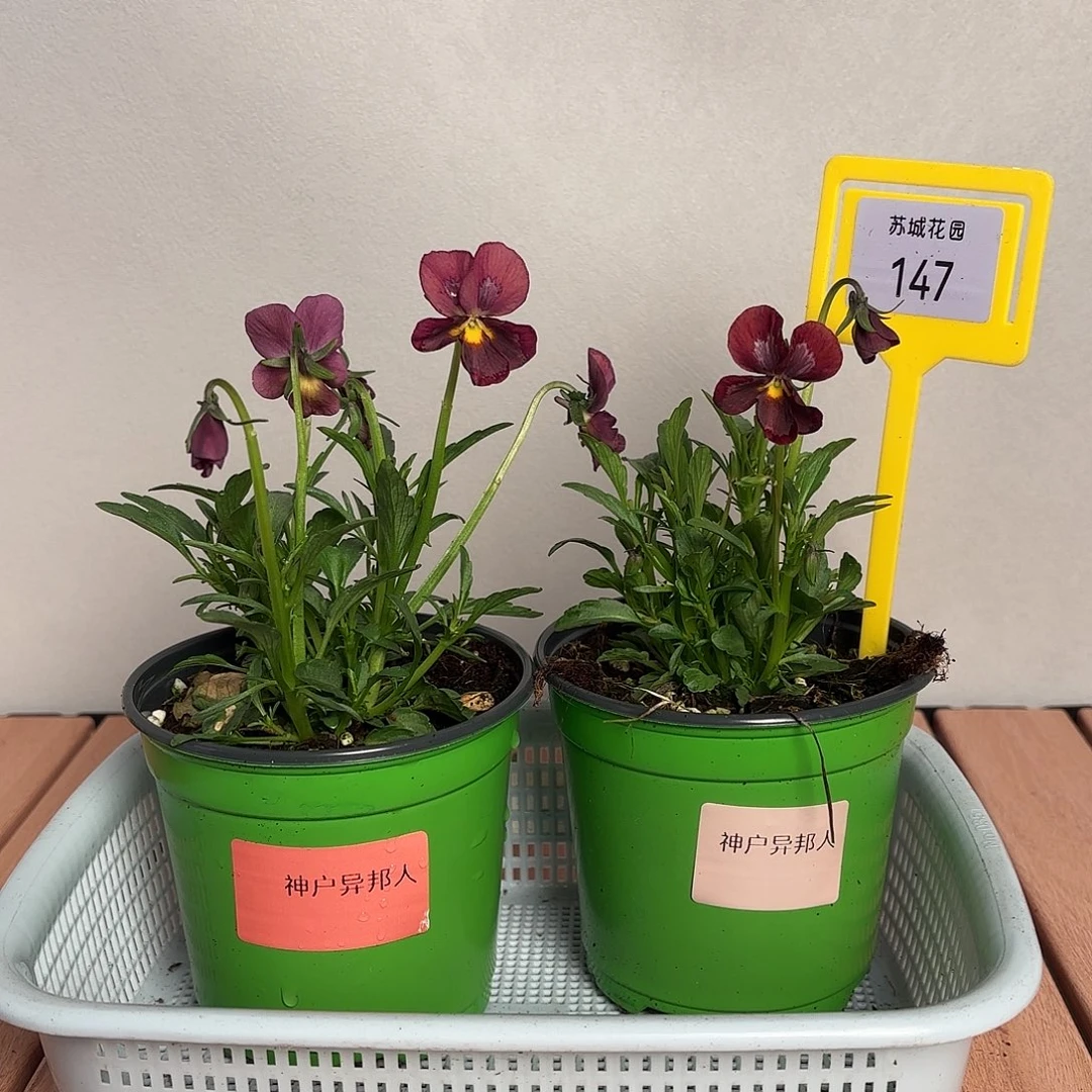 大部分开放少量花苞147