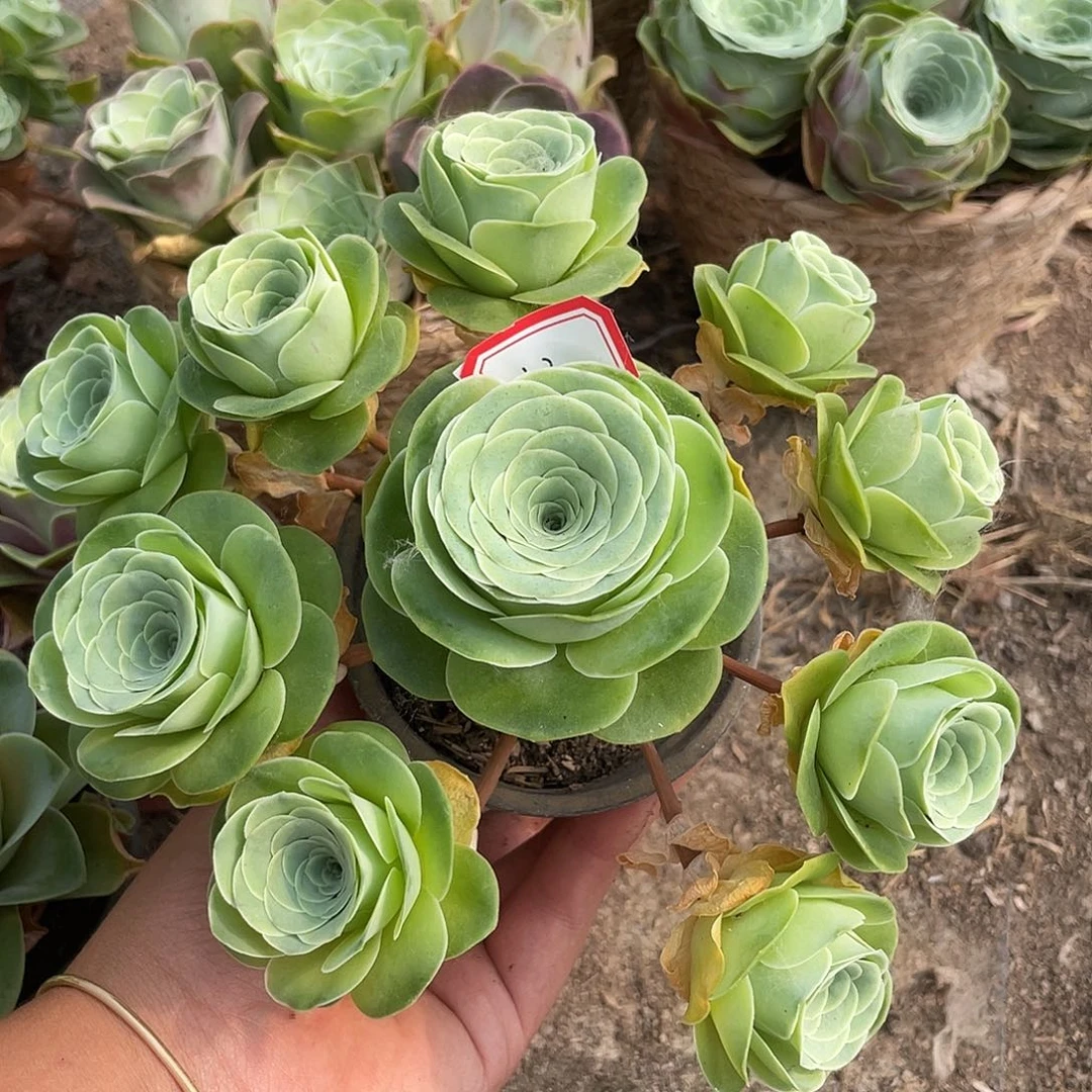山地玫瑰不售后 123