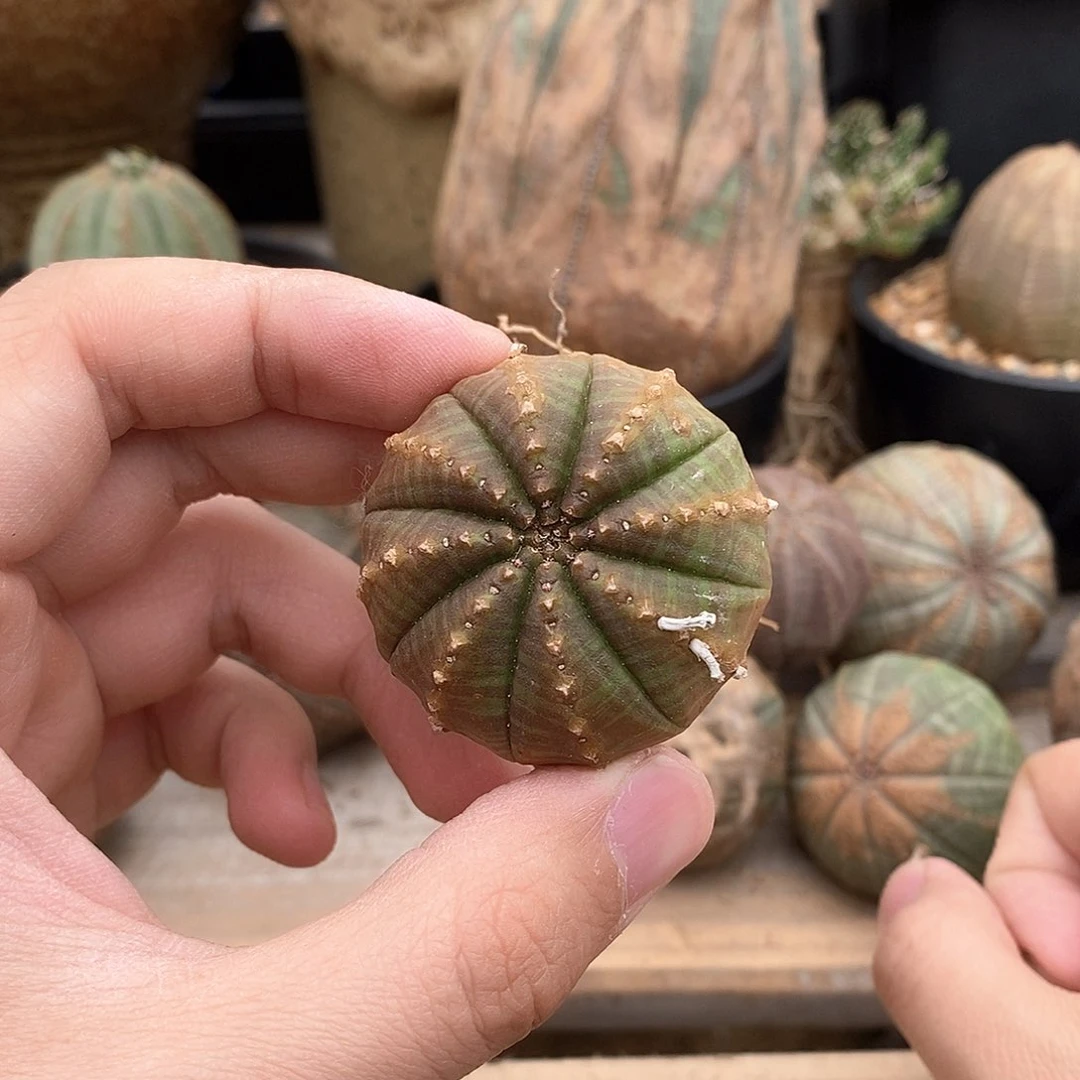 欧系实生布纹球多肉植物