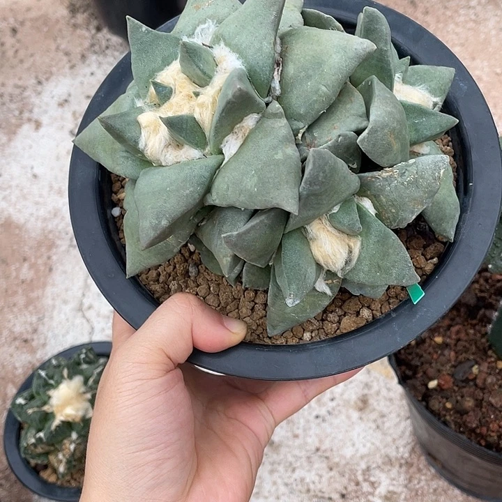 怒涛自根瑕疵特价