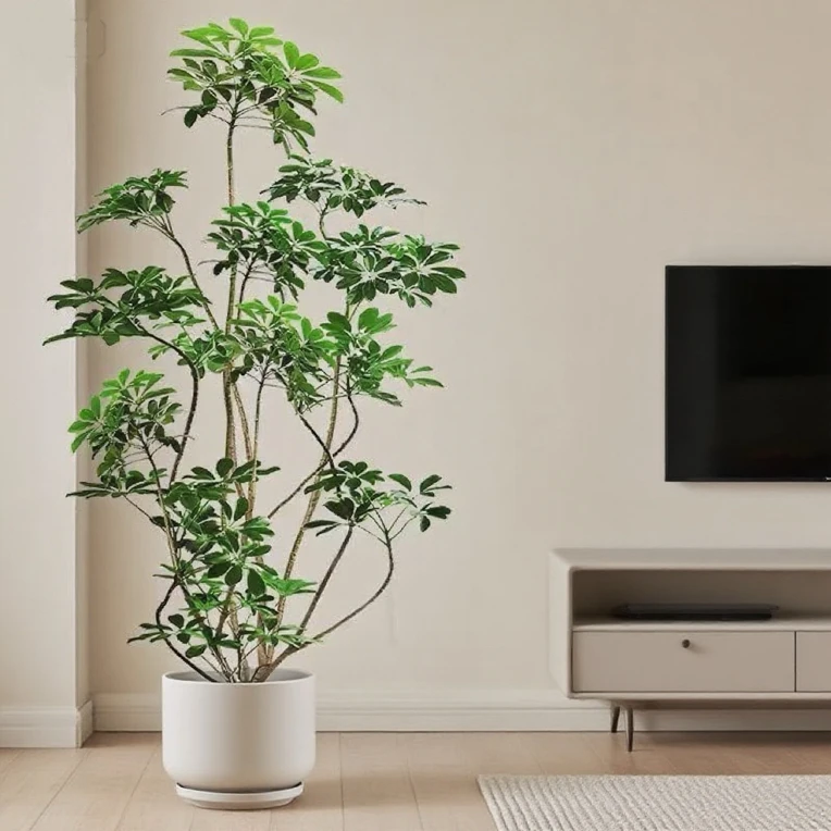 老桩鸭脚木室内室外客厅造型大型绿植四季常青好养易活净化空气