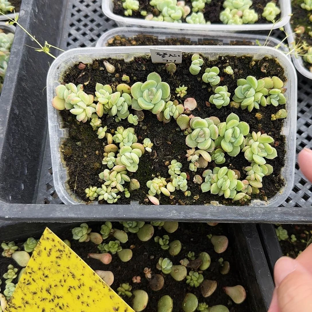 琴心切糕一盒满25包邮