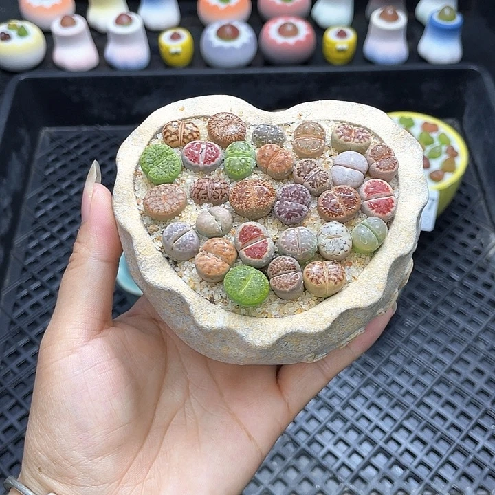 w9518 带盆土发货一物一拍