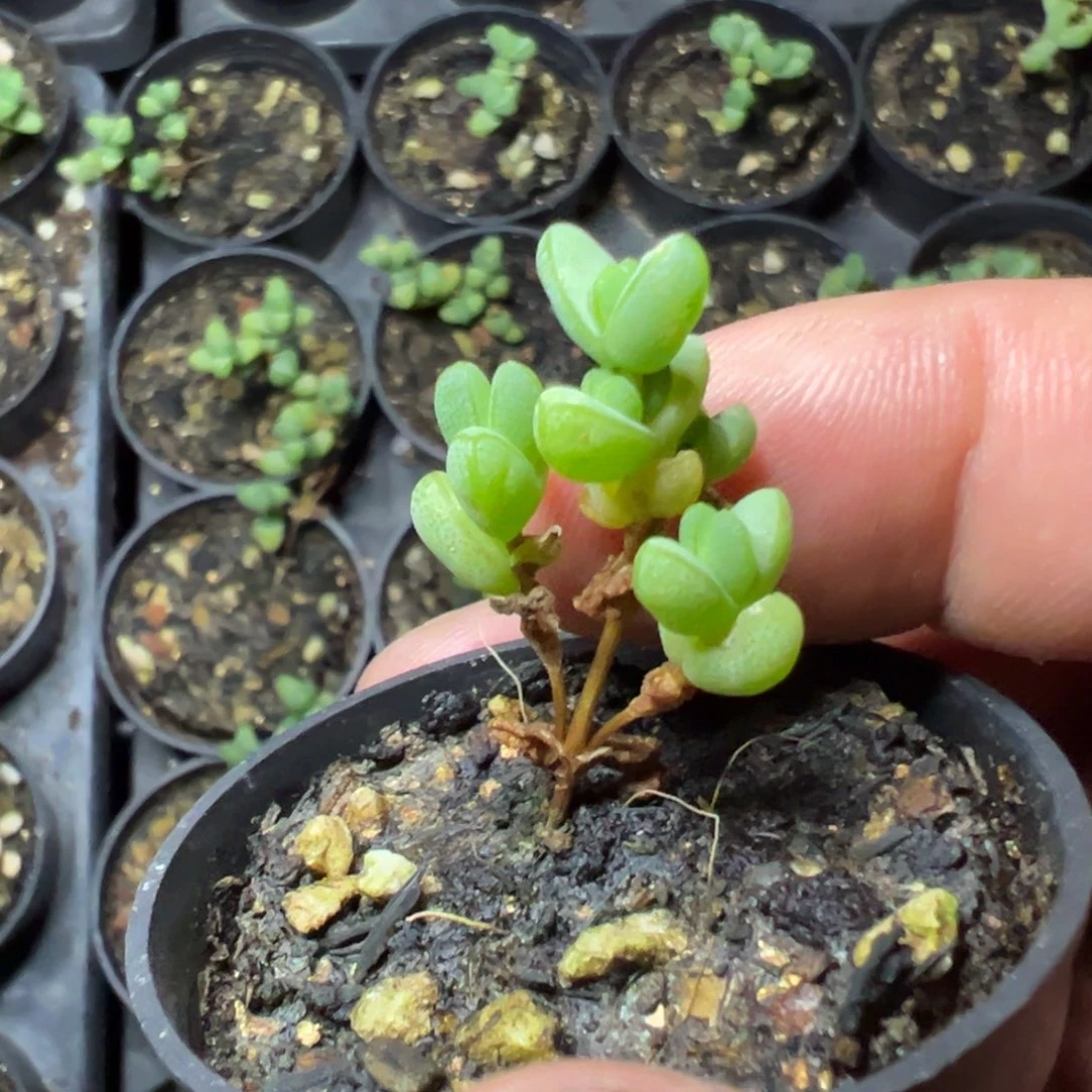 元宝50杯老桩福利