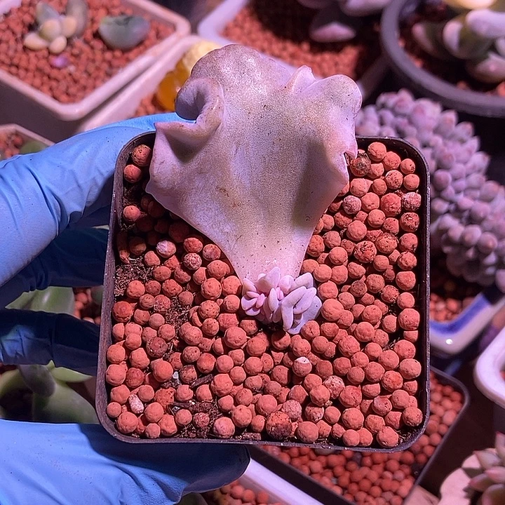 白饺子皮锦多肉植物