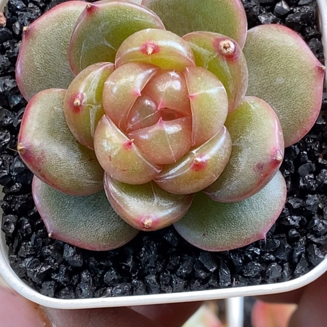 天官赐福百无禁忌