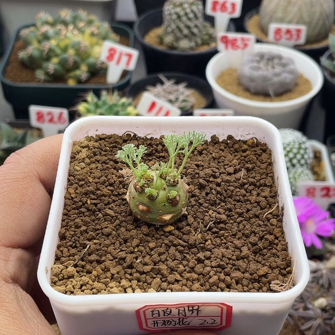 实生白皮月界 脱土送盆土
