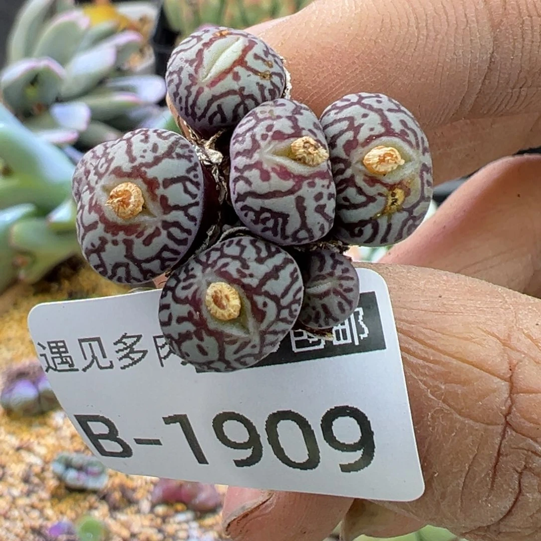 多肉植物11111111111111