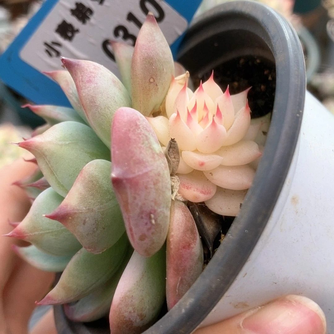 310锦锦锦锦锦锦锦锦