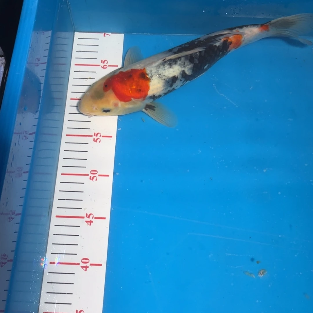 锦鲤直播间锦鲤一鱼一拍