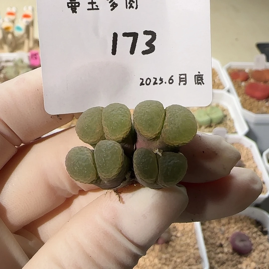 宇***-多肉多肉多肉6.27-173