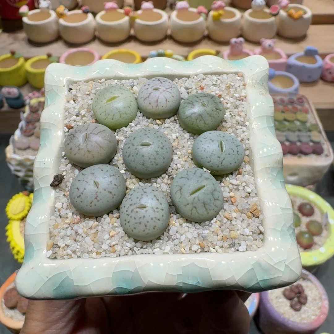 蘑菇1283曲玉彩拼多肉植物