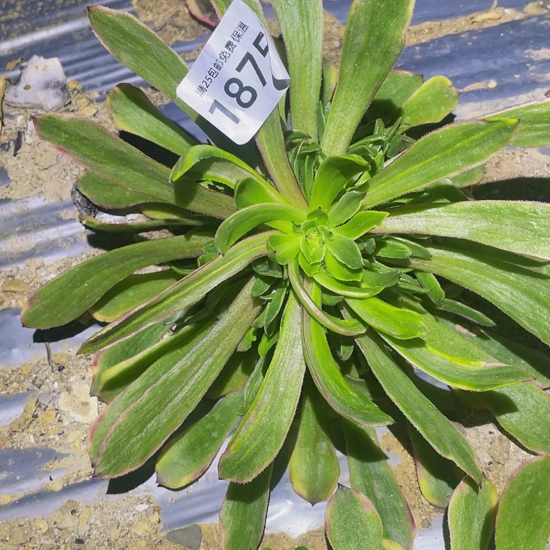 1875花脸粉黛多肉植物