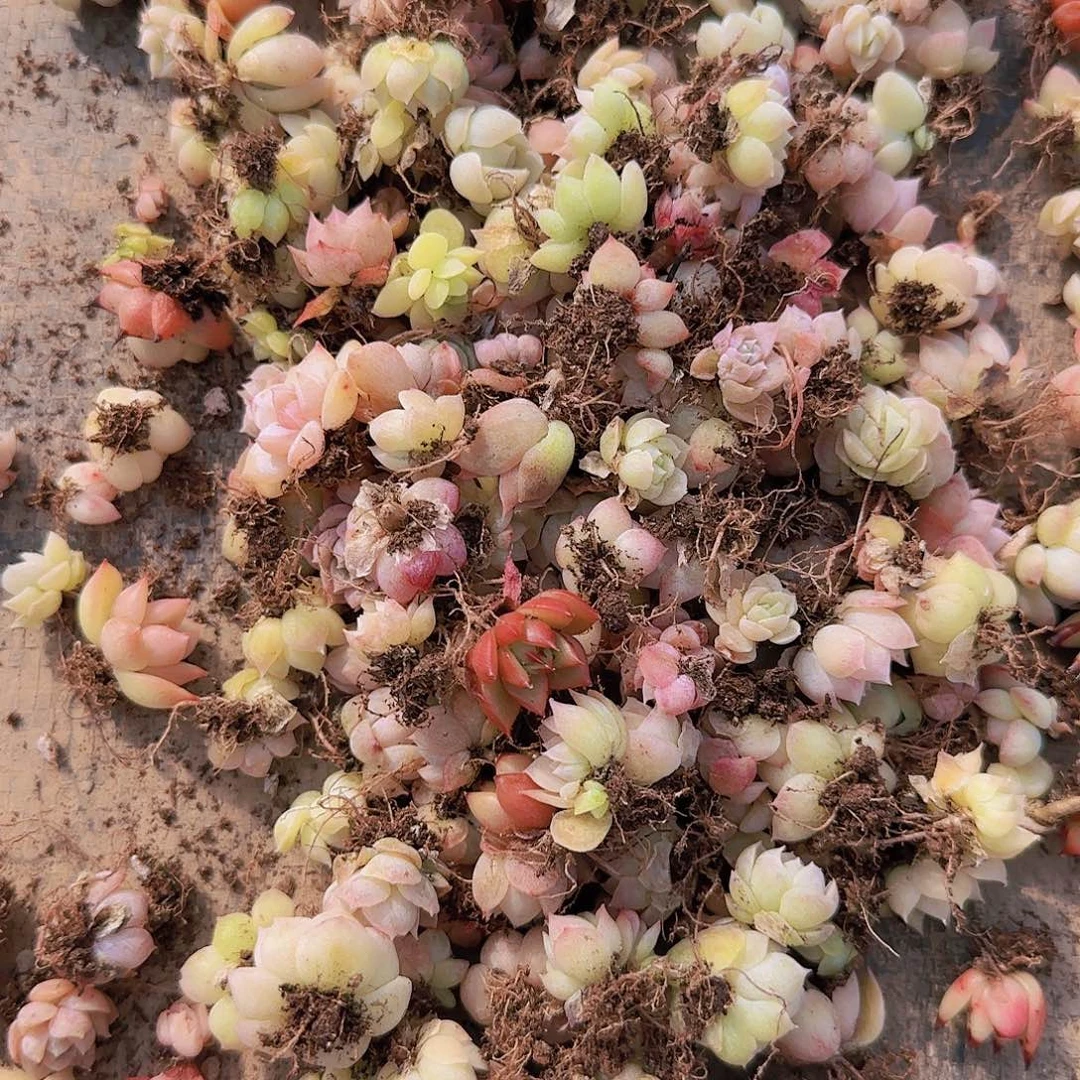 饭盒小苗保底100颗以上量拍