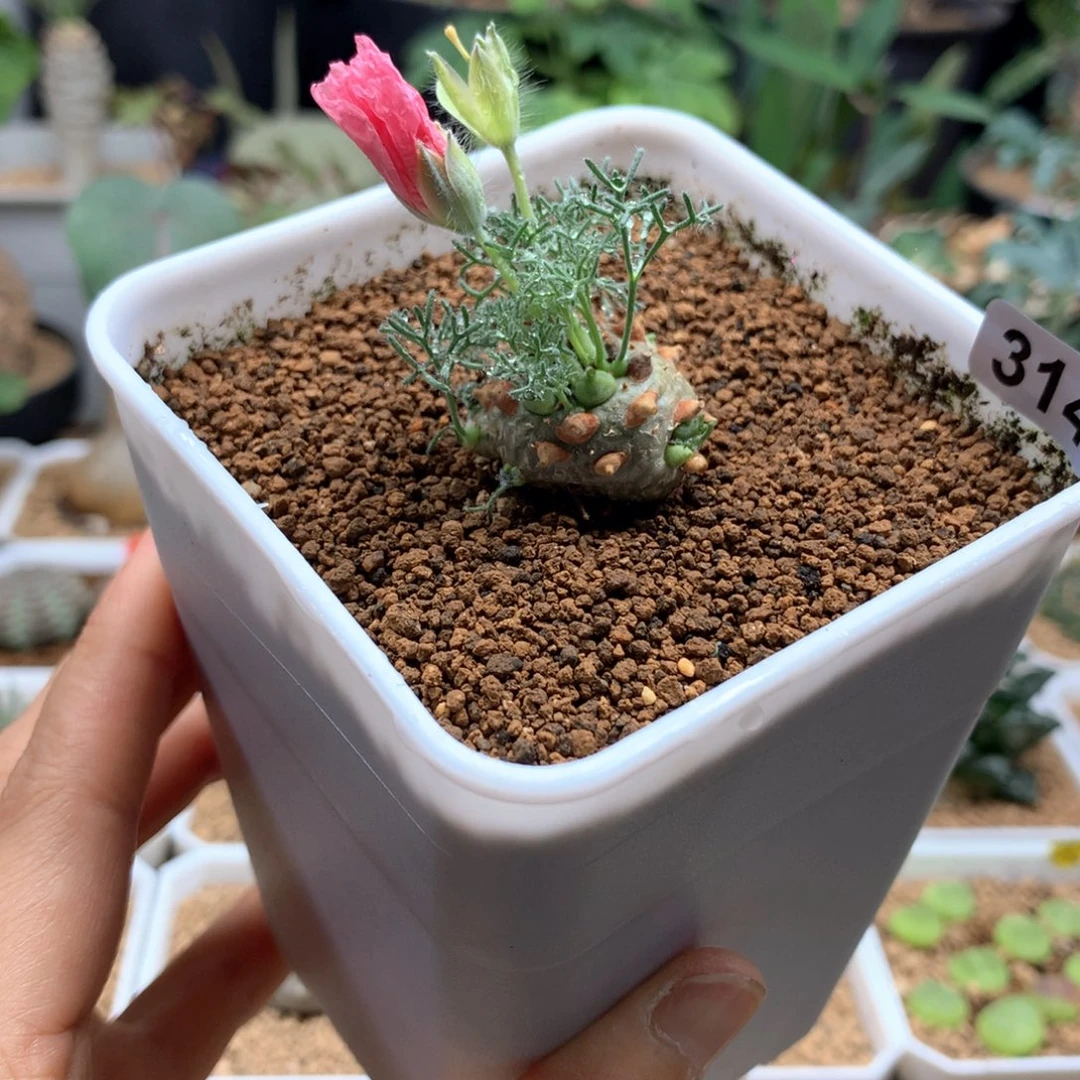 白皮月界带盆2.3cm