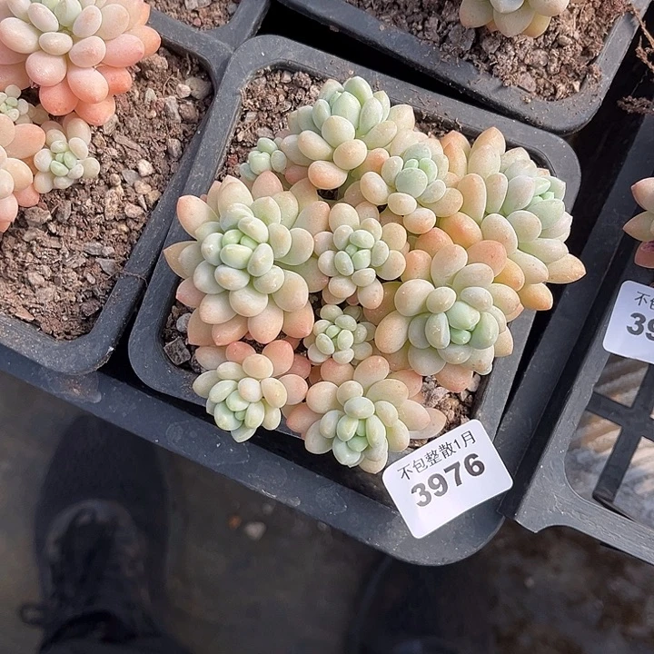 阿雅园艺。       3976鱼子酱