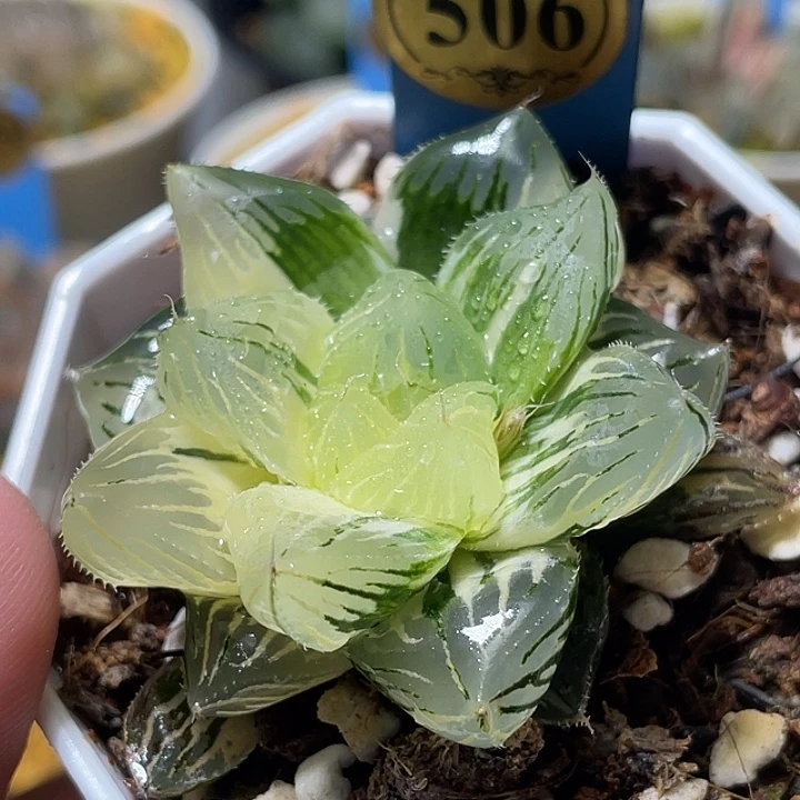 506大型玉露锦特选福利