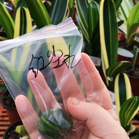 【闪购商品】红*水