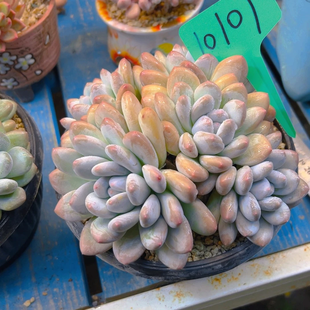 榆***蔓香水10101号一物一拍