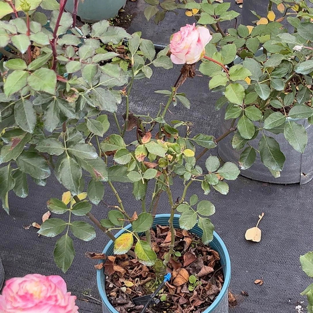 无花朵初妆，1.8加仑土球修剪发货