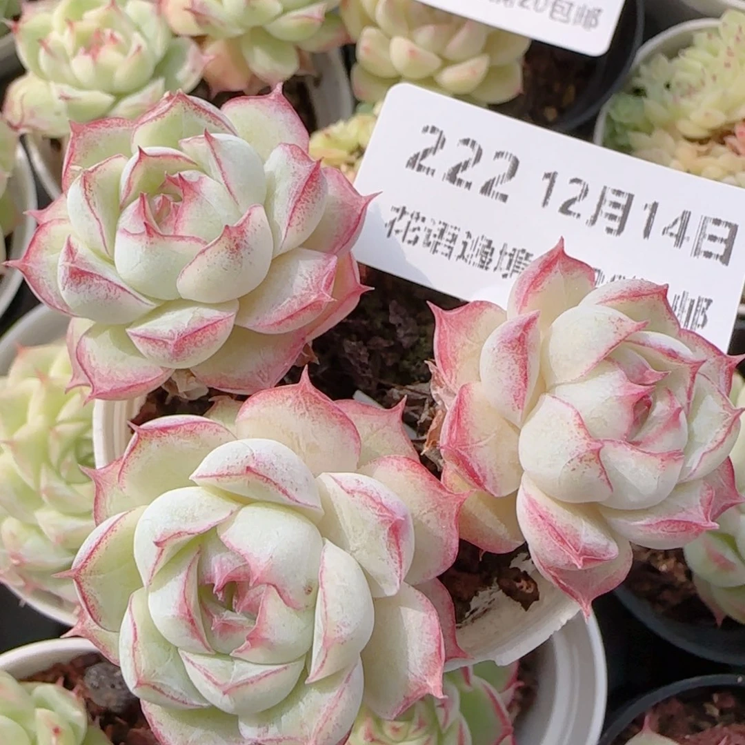 花语多肉1214-222女王开播福利散