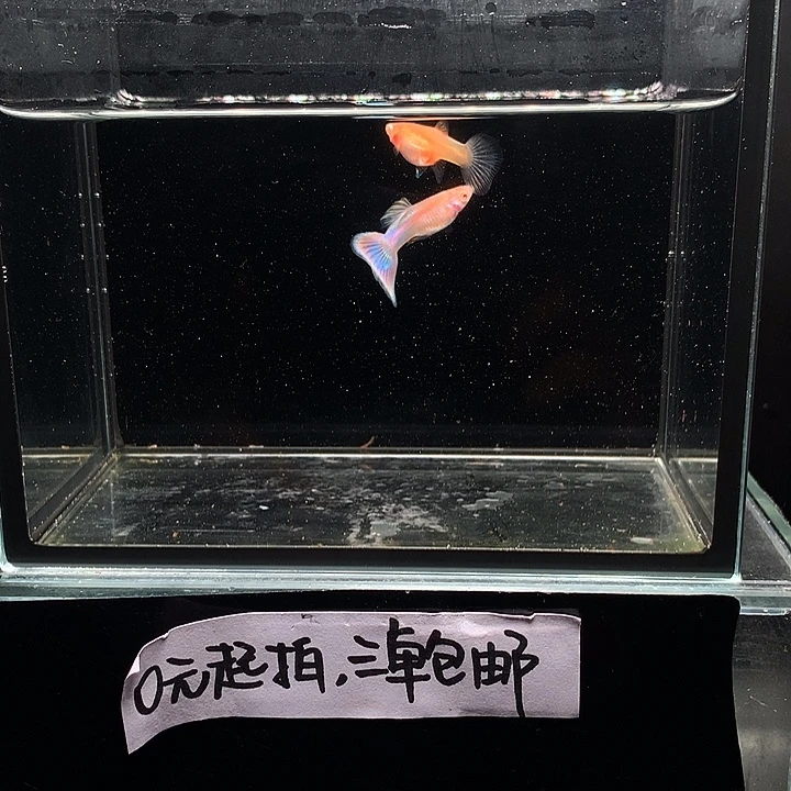 孔雀鱼天使彩虹一对