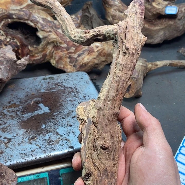 黄花梨/降香黄檀华*爷