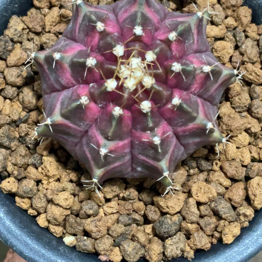 当前无花朵，栽培后可花朵深红包子轮回