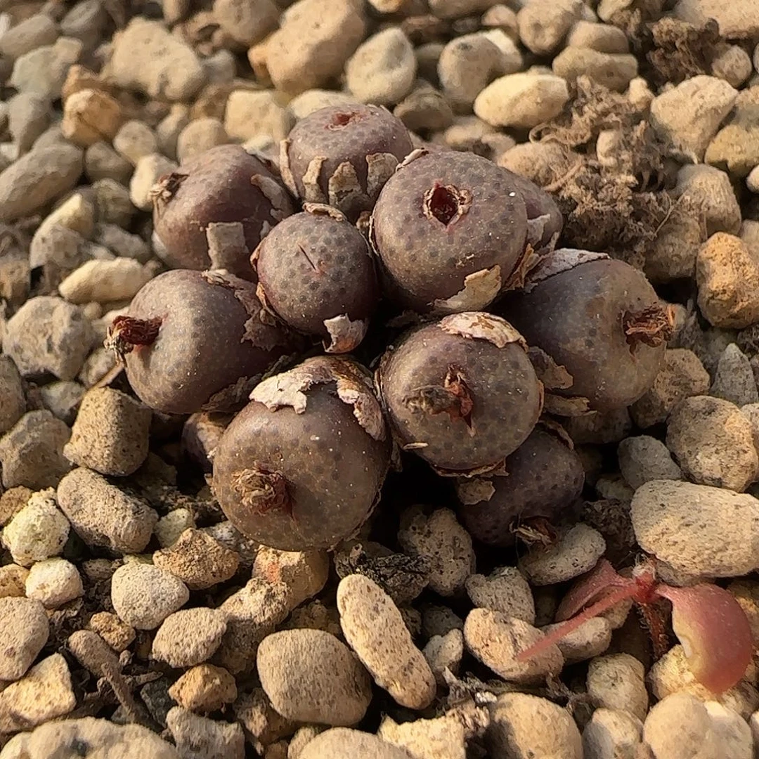 11-26-2-1当天满38包邮14头猪皮脱土