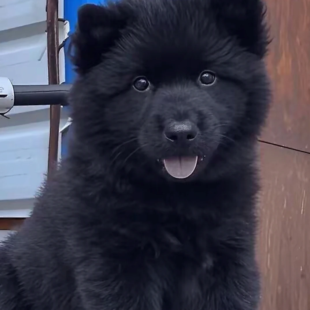 五黑犬中华田园犬土松黄白面唐狗四眼广西幼犬