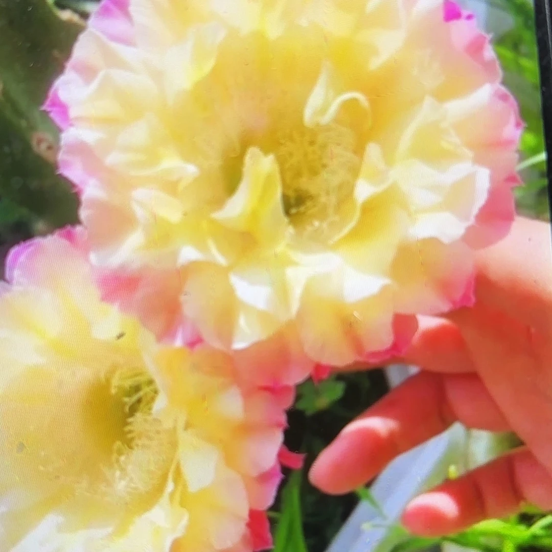 马丙彩侧牙20包邮仙人球23