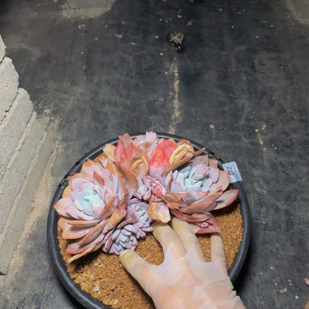 一**生z z z z z z z z 22