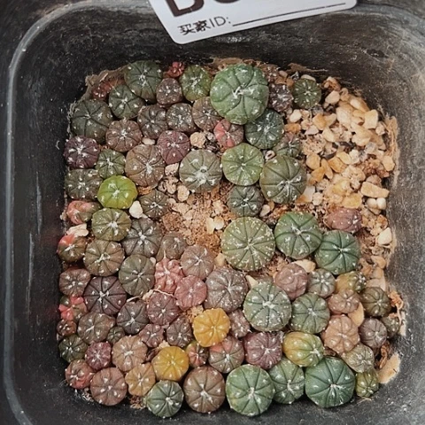 当前无花栽培后可以开花021仙人球
