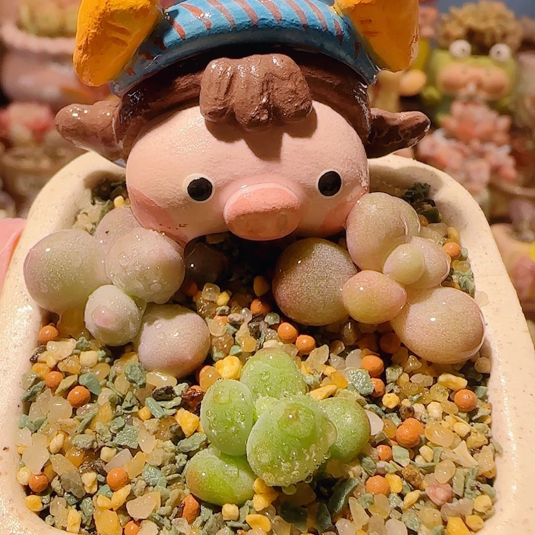 T三色拼盘不含盆盆口4cm