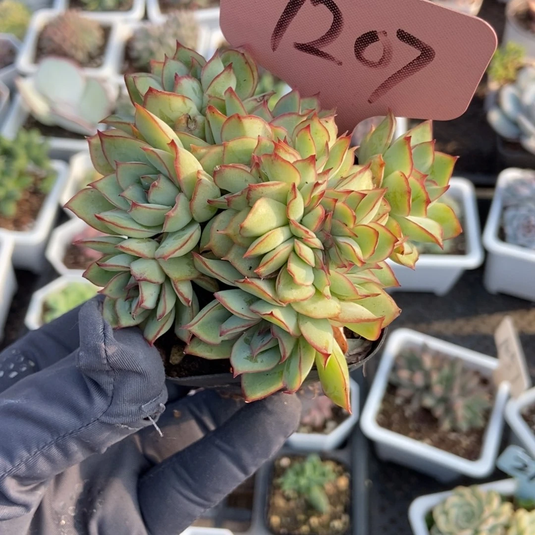 7207月光女神缀多肉植物
