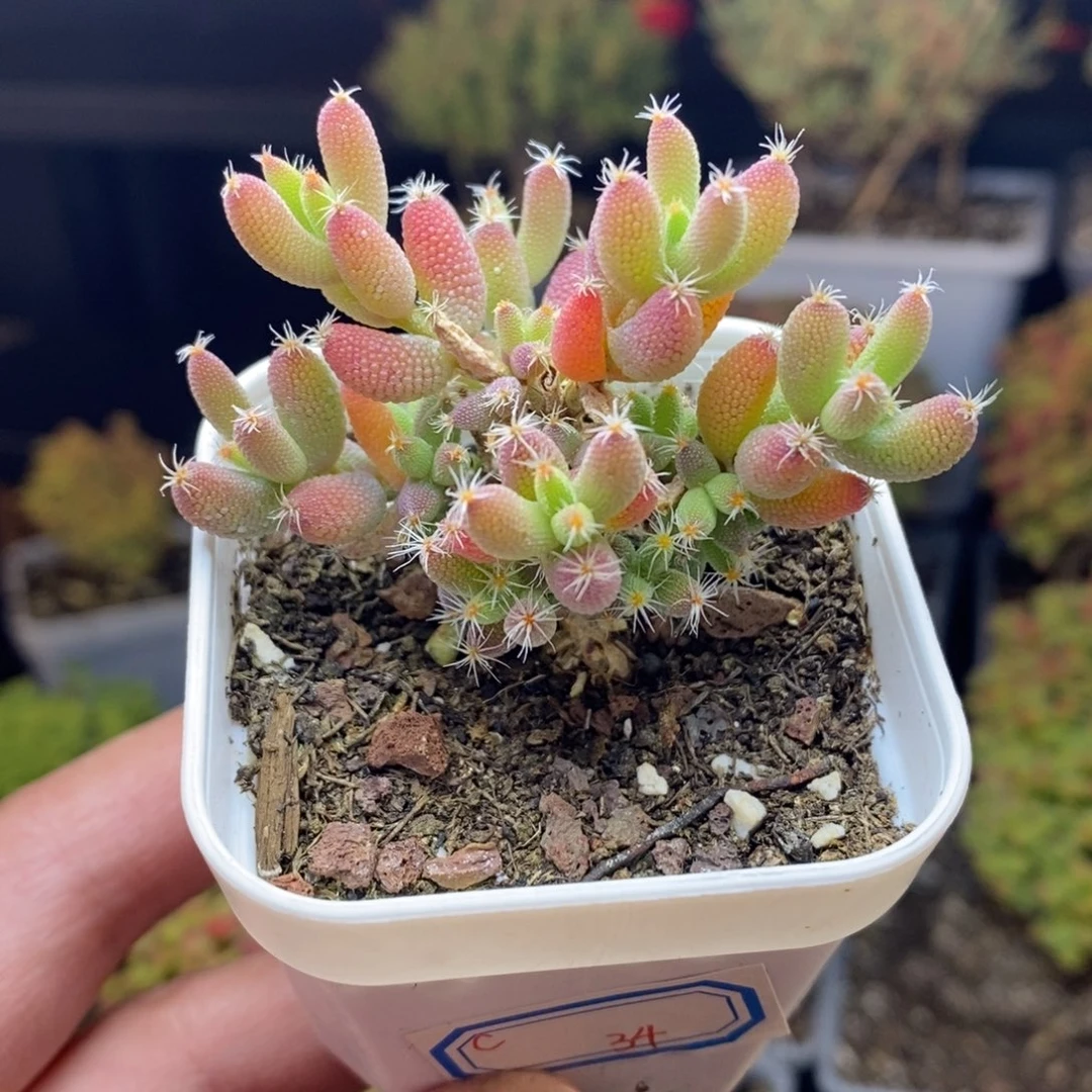 c34号实生玉米枝干