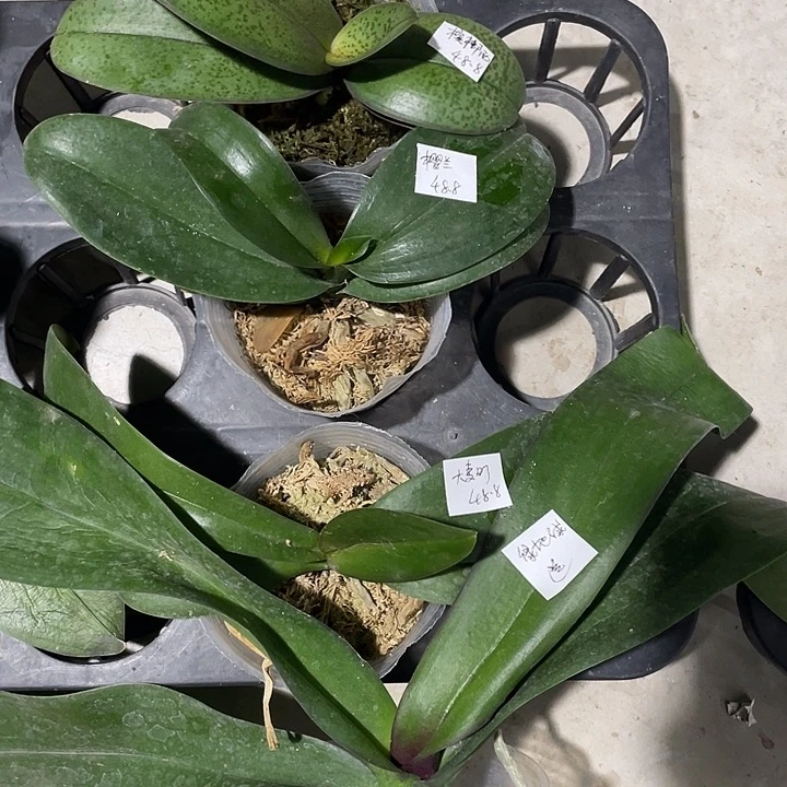 完全开放拯救苗槟榔西施➕樱兰➕大麦町送绿地球4把售后