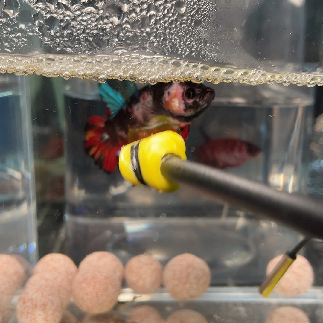 斗鱼12.27 巨斗将军110