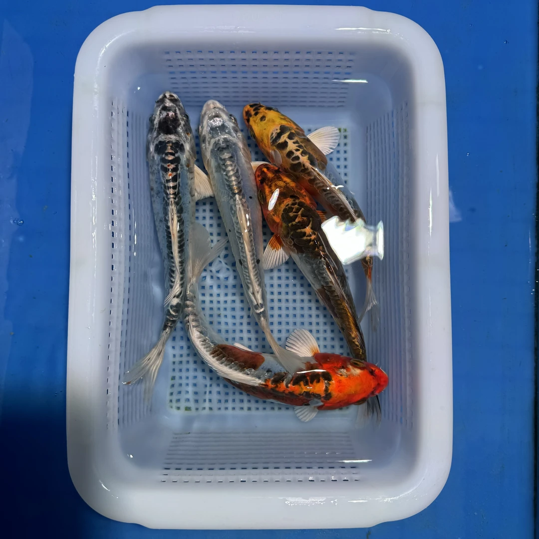 精品德系龙锦鲤混搭（15-17厘米颜色随机）5条观赏鱼（非一物一拍）