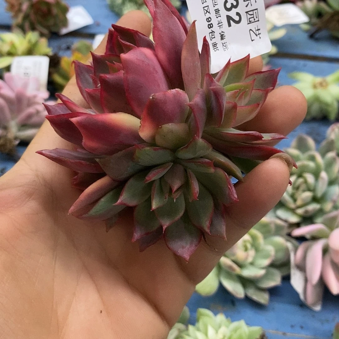 732宝莲灯锦炸多肉植物