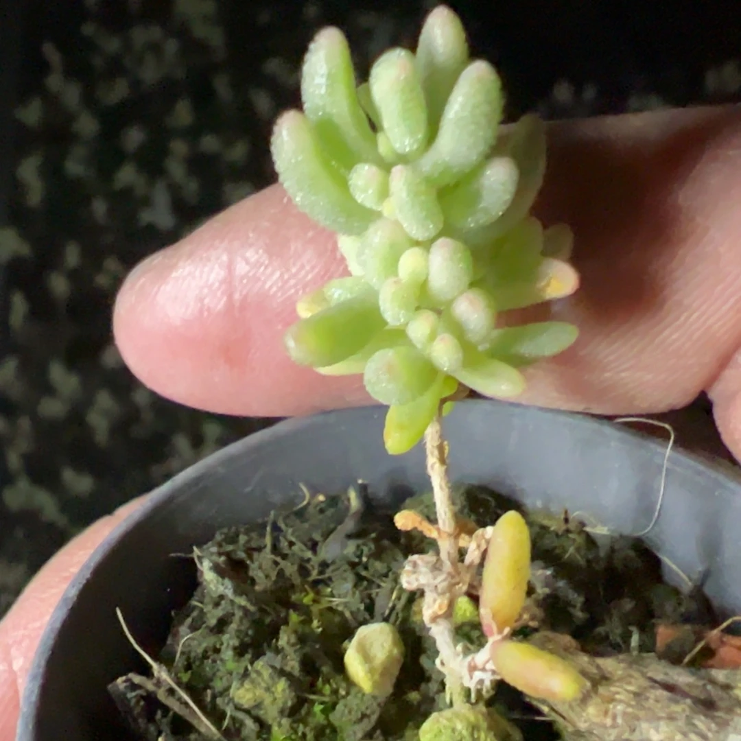 红宝石锦50杯老桩福利