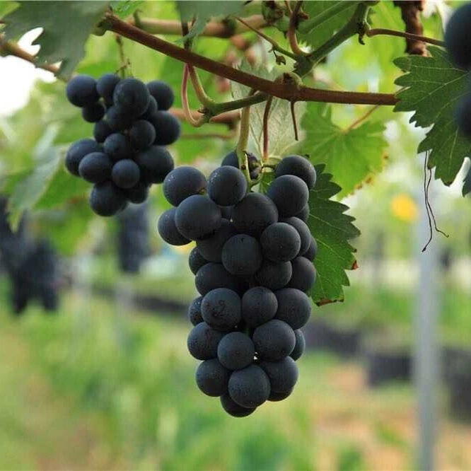 3颗混搭兰宝石＋黄金蜜＋奥菲利亚