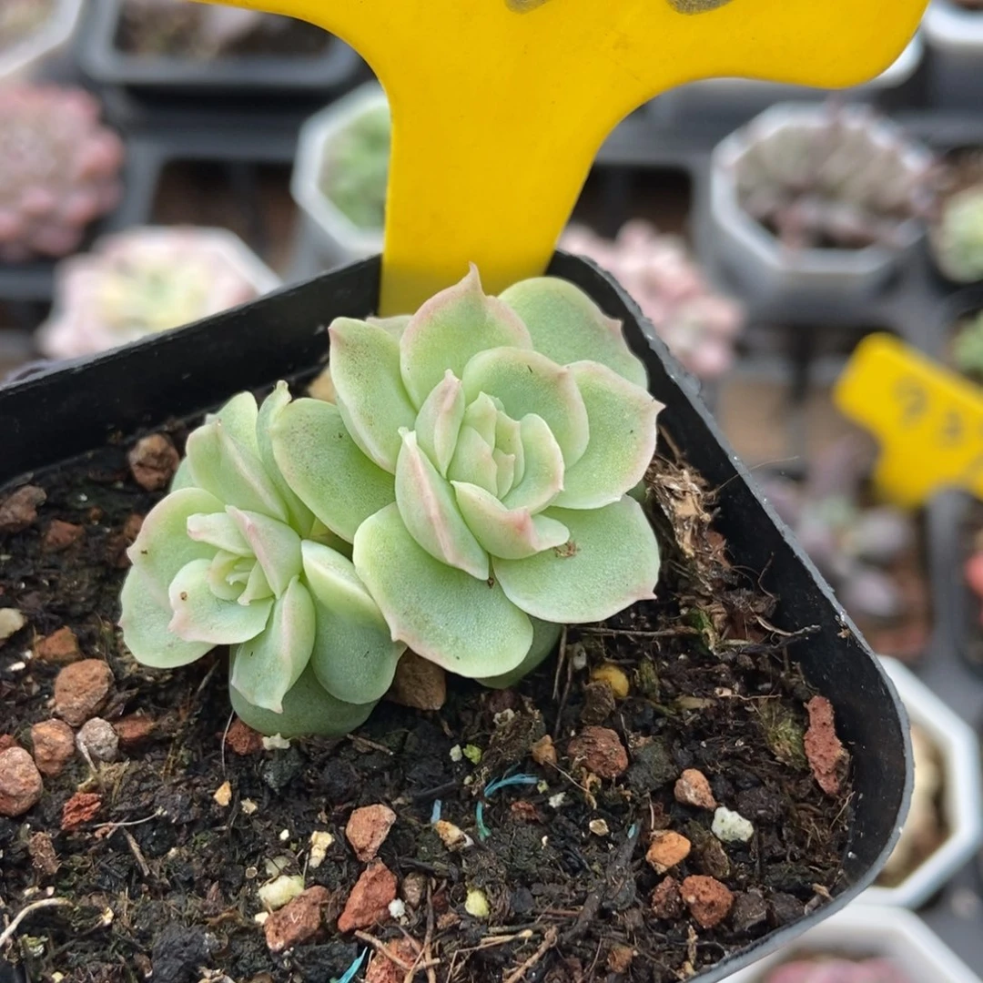 636虾饺多肉植物多肉