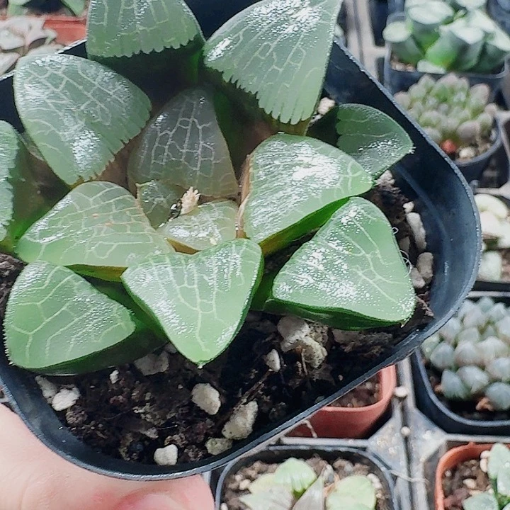 无花朵十二卷。  实生特选。 福利