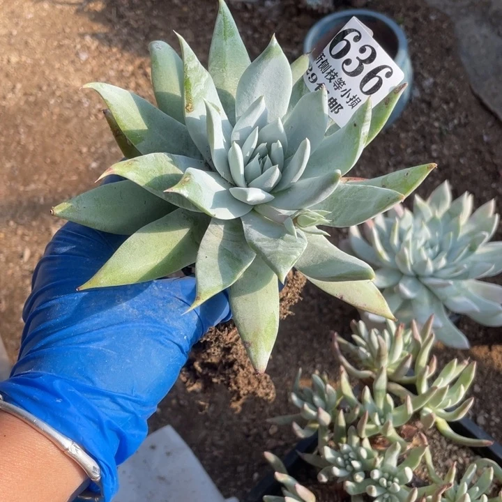 636号雪奴多肉植物