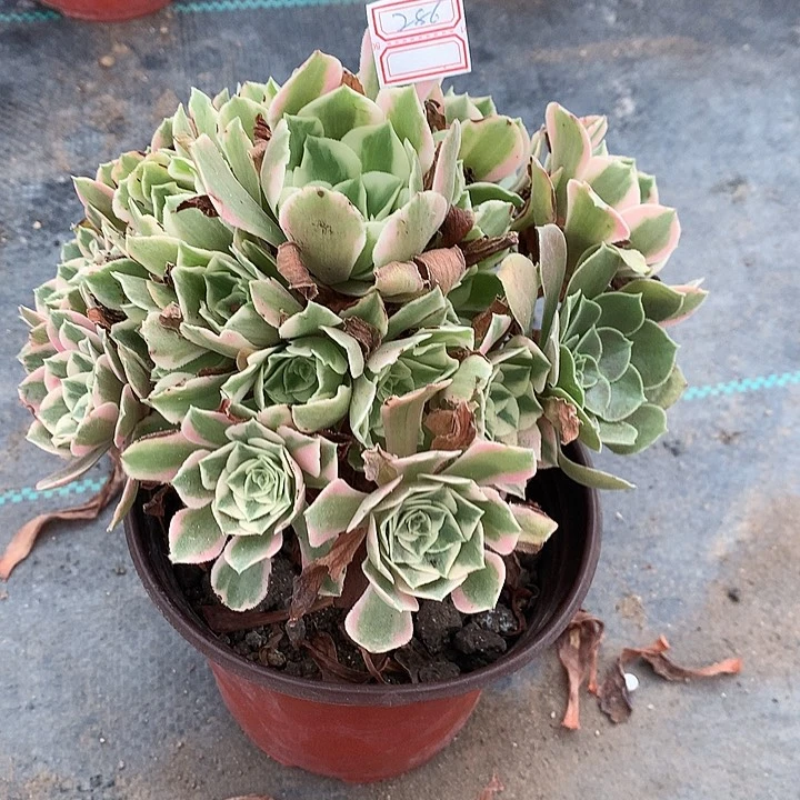 286女妖多肉植物