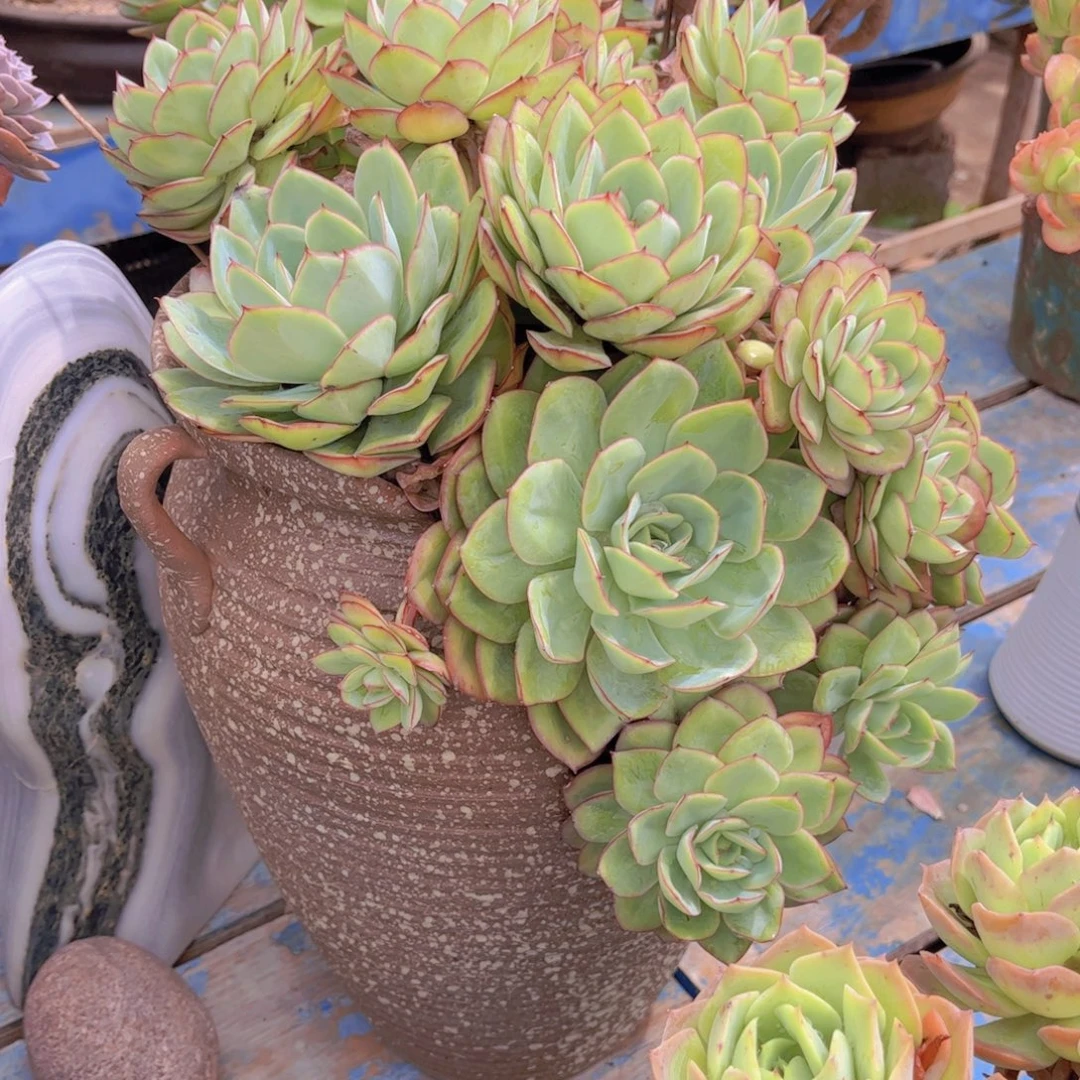 豆***米多肉植物组合盆栽植物