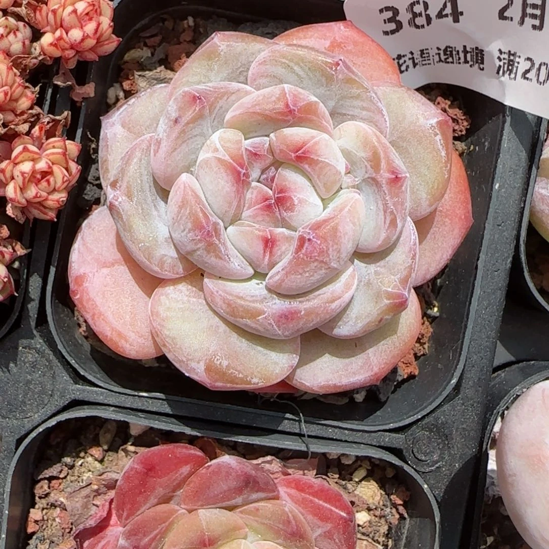 花语逸境0213-384